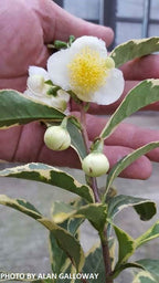 - Camellia sinensis 'Fuiri' White Flowering Tea Camellia - Mr Maple │ Buy Japanese Maple Trees