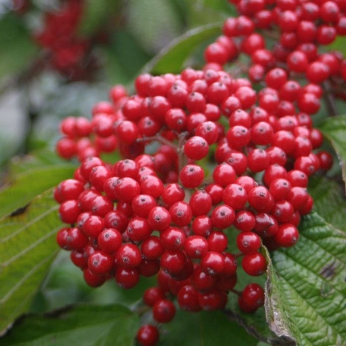 Viburnum Cardinal Candy Shrubs red berry clusters