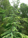 - Cedrus atlantica 'Aurea' Golden Atlas Cedar - Mr Maple │ Buy Japanese Maple Trees