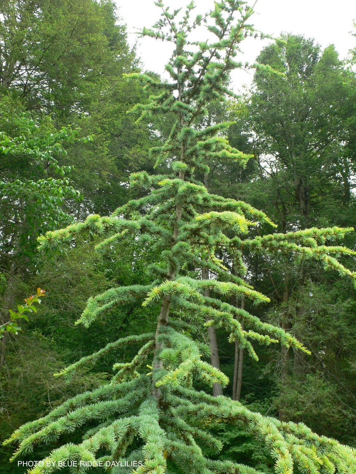 - Cedrus atlantica 'Aurea' Golden Atlas Cedar - Mr Maple │ Buy Japanese Maple Trees