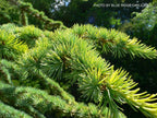 - Cedrus atlantica 'Aurea' Golden Atlas Cedar - Mr Maple │ Buy Japanese Maple Trees