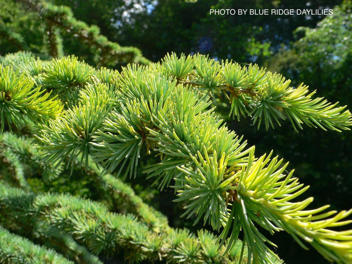 - Cedrus atlantica 'Aurea' Golden Atlas Cedar - Mr Maple │ Buy Japanese Maple Trees