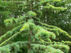 - Cedrus atlantica 'Aurea' Golden Atlas Cedar - Mr Maple │ Buy Japanese Maple Trees