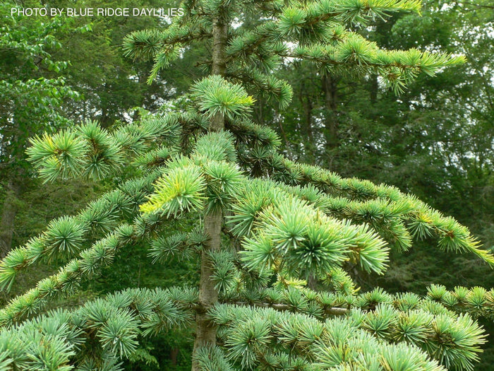 - Cedrus atlantica 'Aurea' Golden Atlas Cedar - Mr Maple │ Buy Japanese Maple Trees