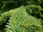 - Cedrus atlantica 'Aurea' Golden Atlas Cedar - Mr Maple │ Buy Japanese Maple Trees
