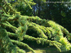 - Cedrus atlantica 'Aurea' Golden Atlas Cedar - Mr Maple │ Buy Japanese Maple Trees