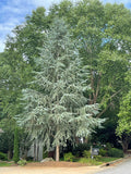 - Cedrus atlantica 'Fastigiata' Narrow Atlas Cedar - Mr Maple │ Buy Japanese Maple Trees