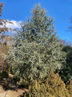 - Cedrus atlantica 'Fastigiata' Narrow Atlas Cedar - Mr Maple │ Buy Japanese Maple Trees