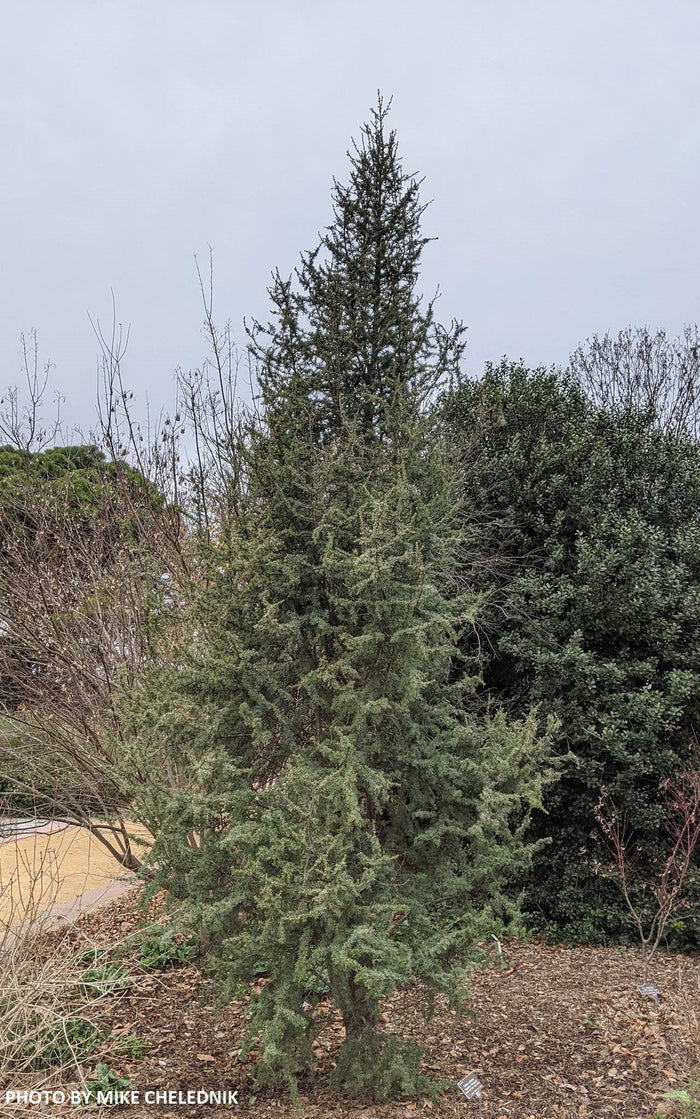- Cedrus atlantica 'Fastigiata' Narrow Atlas Cedar - Mr Maple │ Buy Japanese Maple Trees