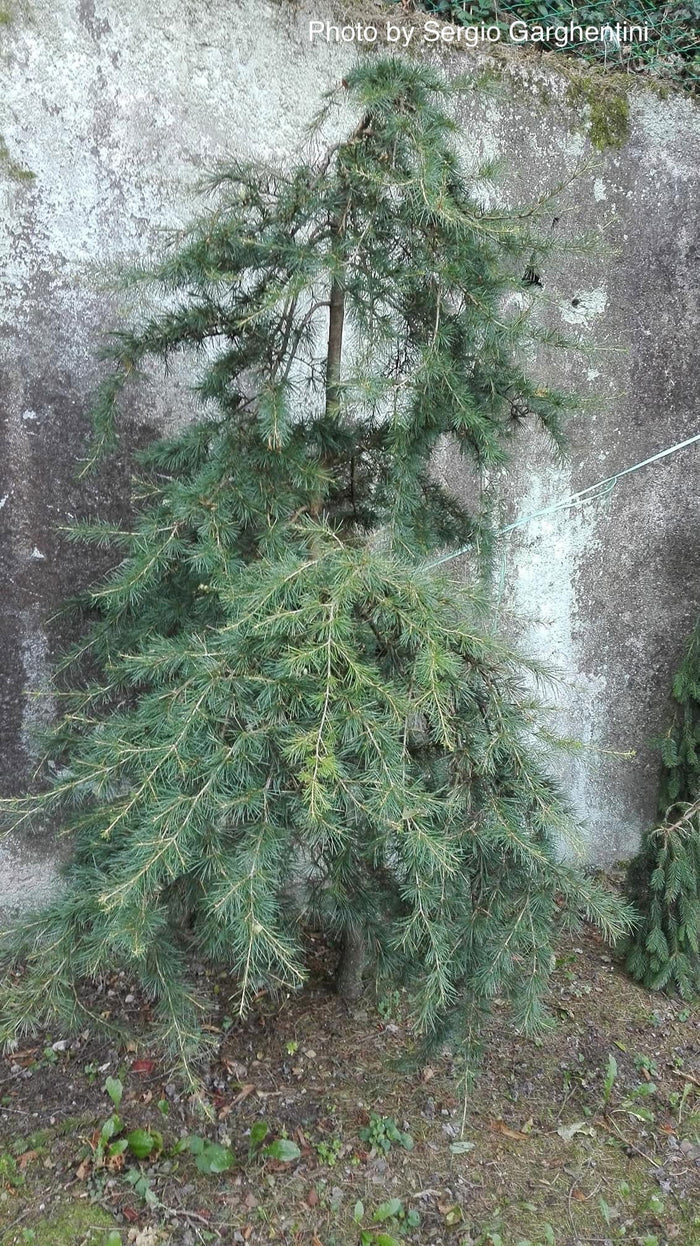 - Cedrus deodara 'Emerald Falls' Weeping Deodara Cedar - Mr Maple │ Buy Japanese Maple Trees