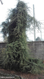 - Cedrus deodara 'Emerald Falls' Weeping Deodara Cedar - Mr Maple │ Buy Japanese Maple Trees