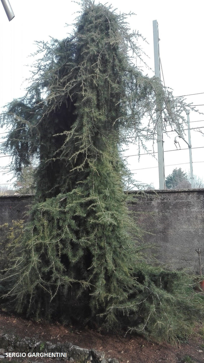 - Cedrus deodara 'Emerald Falls' Weeping Deodara Cedar - Mr Maple │ Buy Japanese Maple Trees