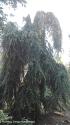 - Cedrus deodara 'Emerald Falls' Weeping Deodara Cedar - Mr Maple │ Buy Japanese Maple Trees
