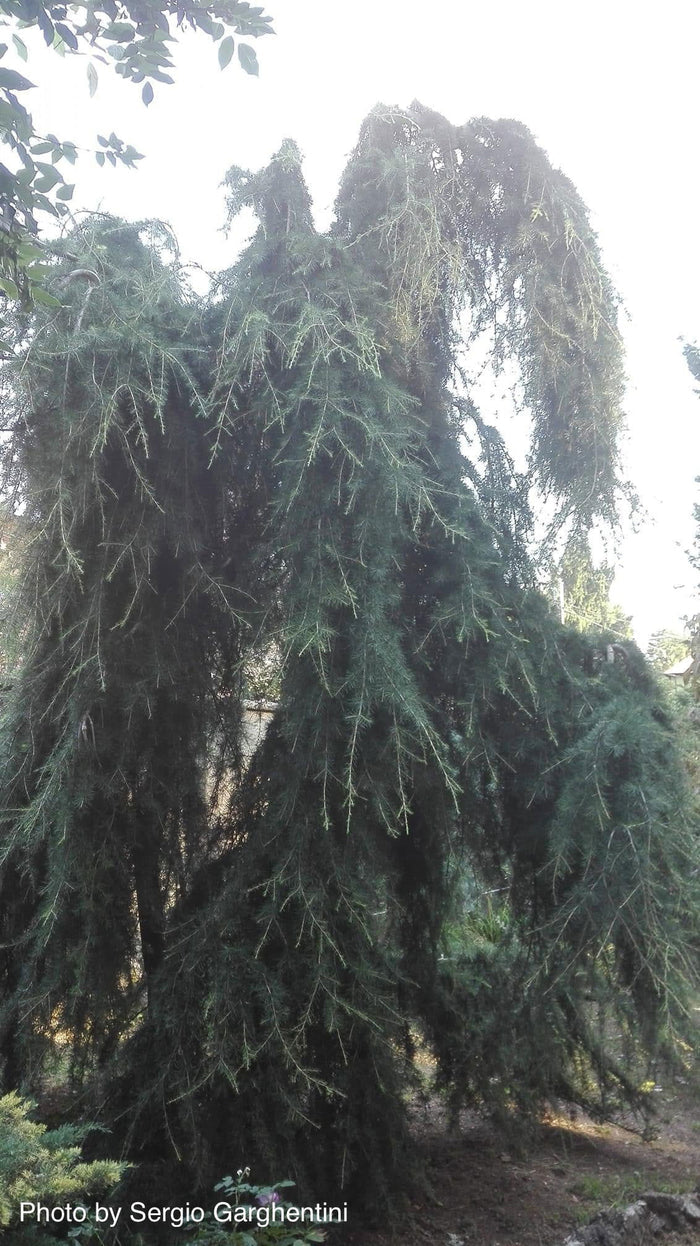 - Cedrus deodara 'Emerald Falls' Weeping Deodara Cedar - Mr Maple │ Buy Japanese Maple Trees