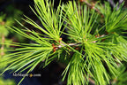 - Cedrus deodara 'Emerald Falls' Weeping Deodara Cedar - Mr Maple │ Buy Japanese Maple Trees
