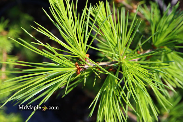 - Cedrus deodara 'Emerald Falls' Weeping Deodara Cedar - Mr Maple │ Buy Japanese Maple Trees