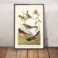 Chestnut-coloured Finch, Black-headed Siskin, Black crown Bunting, Arctic Ground Finch by John James Audubon, 1827