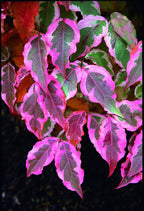 - Cornus kousa 'Summer Fun' White Variegated Chinese Dogwood - Mr Maple │ Buy Japanese Maple Trees
