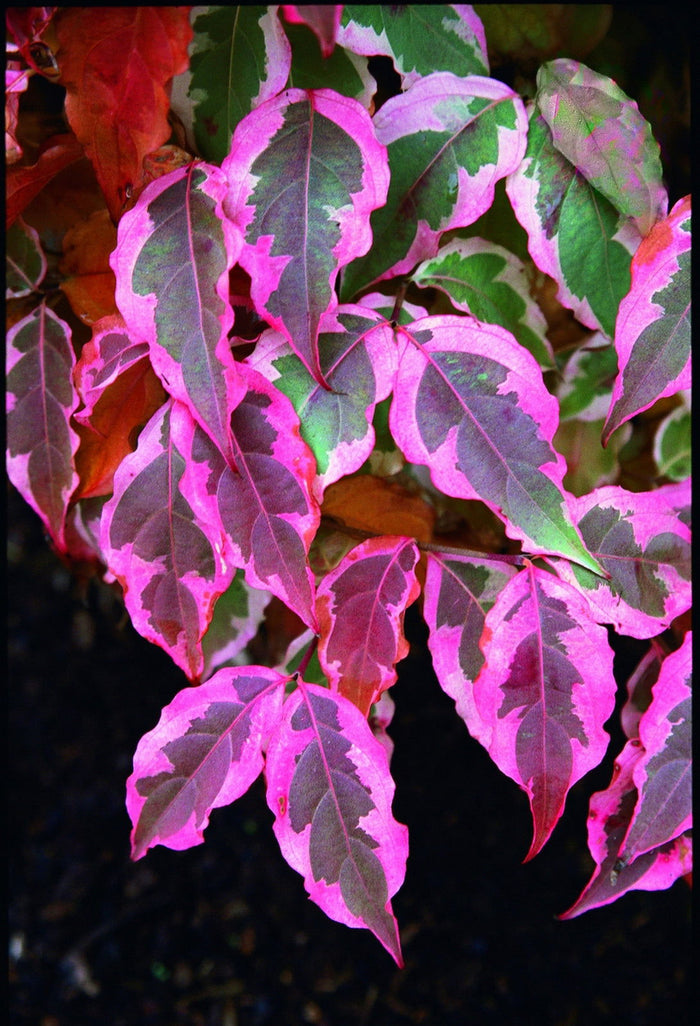 - Cornus kousa 'Summer Fun' White Variegated Chinese Dogwood - Mr Maple │ Buy Japanese Maple Trees