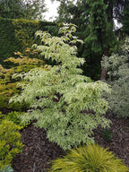 - Cornus kousa 'Summer Fun' White Variegated Chinese Dogwood - Mr Maple │ Buy Japanese Maple Trees