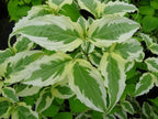 - Cornus kousa 'Summer Fun' White Variegated Chinese Dogwood - Mr Maple │ Buy Japanese Maple Trees