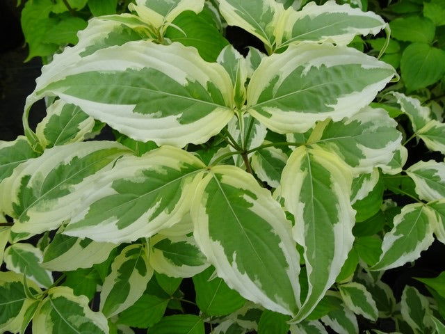 - Cornus kousa 'Summer Fun' White Variegated Chinese Dogwood - Mr Maple │ Buy Japanese Maple Trees