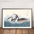 Crested Grebe by John James Audubon, 1827