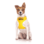 Jack Russell terrier wearing a Dexil yellow dog vest harness with 'Nervous' embroidered on the chest.