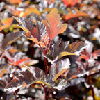 Close-up of Diablo Ninebark deep burgundy leaves in spring and summer