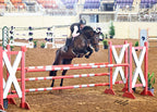 Dignified Competition Breeches - Knee Patch Silicone