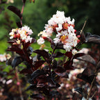 close up blooms and pollinator on ebony glow crape myrtle