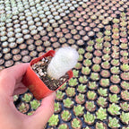Espostoopsis Dybowskii
