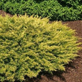 Golden Pacific Juniper Shrubs