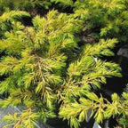 Golden Pacific evergreen groundcover plant
