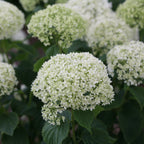 A lush garden bed featuring large white hydrangea blooms, purple lavender spikes in the foreground, and green foliage with a tree and house visible in the background.