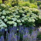 A lush garden bed featuring large white hydrangea blooms, purple lavender spikes in the foreground, and green foliage with a tree and house visible in the background.