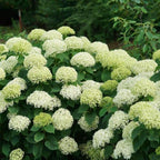 Invincibelle Limetta smooth hydrangea habit, dense 3–4 ft rounded shrub with green foliage and sturdy stems for blooms.