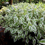 Ivory Halo dogwood planted near evergreens, red winter stems and bright variegated leaves creating four-season contrast along a walkway.