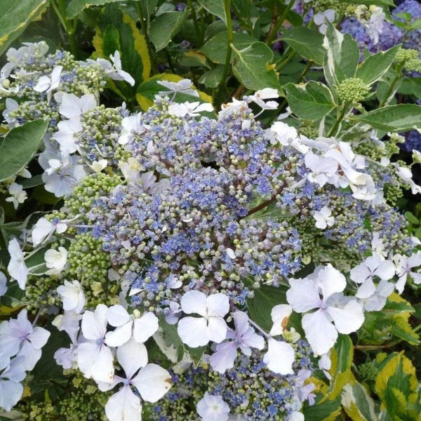closer look at the blue lacecap blooms of the lemon wave hydrangea