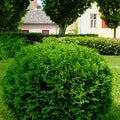 Little Giant Arborvitae with compact globe-shaped evergreen foliage in a sunny landscape