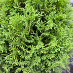 Close-up of Little Giant Arborvitae foliage showing dense rich green evergreen texture