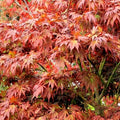 Oregon Sunset Japanese Maple Tree