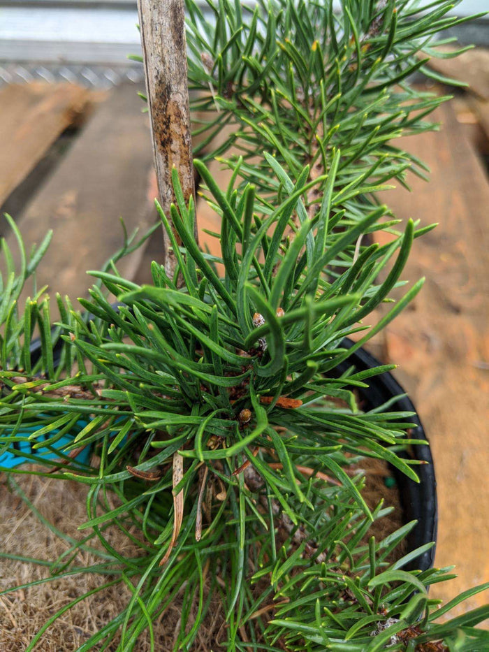 - Pinus banksiana 'Skjak Flach' Spreading Jack Pine - Mr Maple │ Buy Japanese Maple Trees