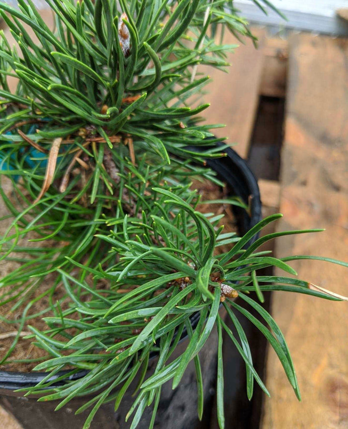 - Pinus banksiana 'Skjak Flach' Spreading Jack Pine - Mr Maple │ Buy Japanese Maple Trees
