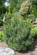 - Pinus cembra 'Blue Mound' Blue Swiss Stone Pine - Mr Maple │ Buy Japanese Maple Trees