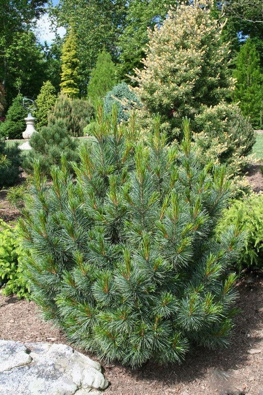 - Pinus cembra 'Blue Mound' Blue Swiss Stone Pine - Mr Maple │ Buy Japanese Maple Trees