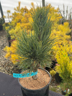 - Pinus cembra 'Blue Mound' Blue Swiss Stone Pine - Mr Maple │ Buy Japanese Maple Trees