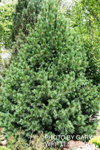 - Pinus cembra 'Blue Mound' Blue Swiss Stone Pine - Mr Maple │ Buy Japanese Maple Trees