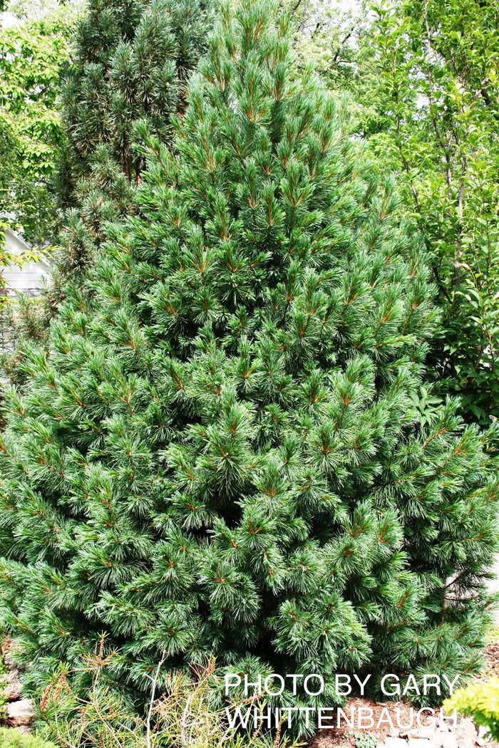 - Pinus cembra 'Blue Mound' Blue Swiss Stone Pine - Mr Maple │ Buy Japanese Maple Trees
