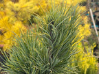 - Pinus cembra 'Blue Mound' Blue Swiss Stone Pine - Mr Maple │ Buy Japanese Maple Trees